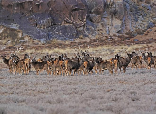 國(guó)家公園建設(shè)成效顯著 旗艦物種數(shù)量持續(xù)增長(zhǎng)